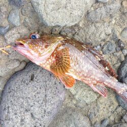 意外に厳しい越前エギング